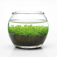 Load image into Gallery viewer, Water Garden
